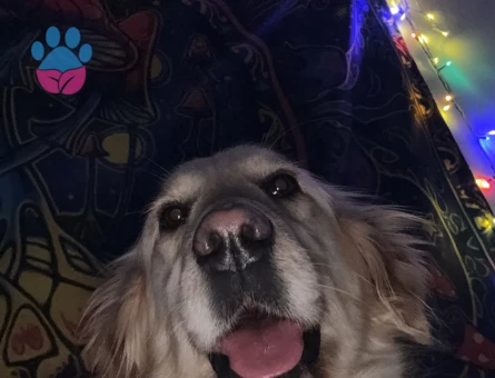 İngiliz Golden 4Yaşındaki kızıma Eş arıyorum