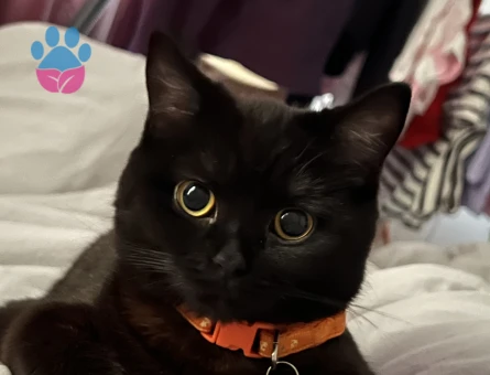 1 Yaşında British Shorthair Kedim Eş Arıyor