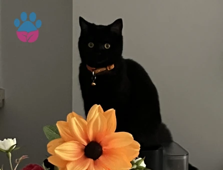 1 Yaşında British Shorthair Kedim Eş Arıyor