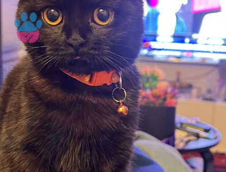 1 Yaşında British Shorthair Kedim Eş Arıyor