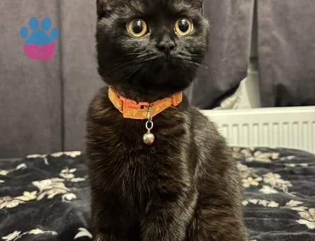 1 Yaşında British Shorthair Kedim Eş Arıyor