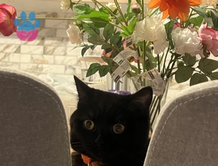 1 Yaşında British Shorthair Kedim Eş Arıyor