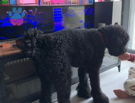 Toy Poodle 2 Yaşında İzmir ve Çevresi Eş Aranıyor