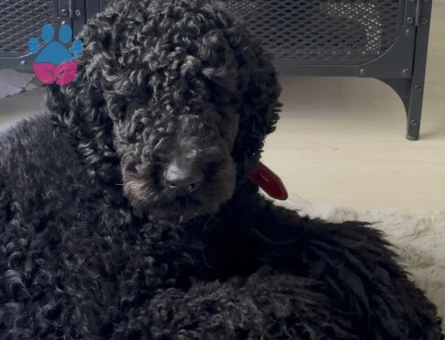 Toy Poodle 2 Yaşında İzmir ve Çevresi Eş Aranıyor