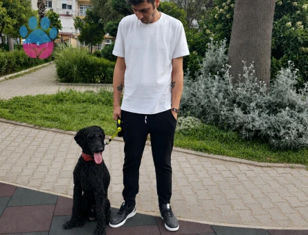 Toy Poodle 2 Yaşında İzmir ve Çevresi Eş Aranıyor