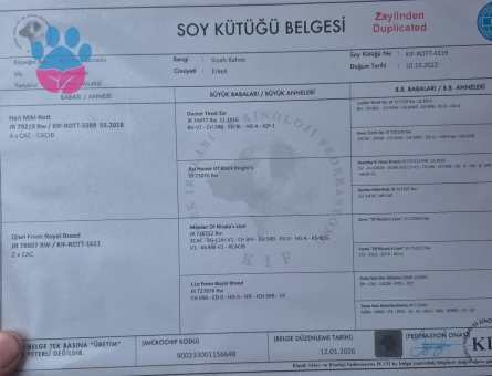 Rottweiler 1 Yaşında Eş Arıyorum