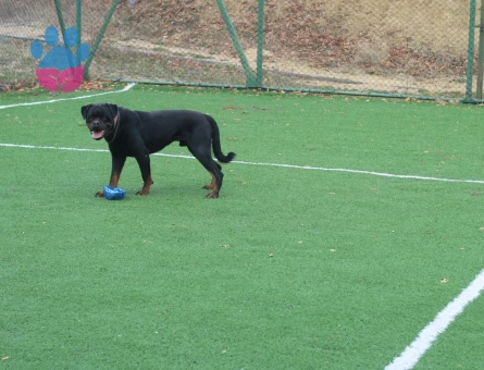 Rottweiler 1 Yaşında Eş Arıyorum