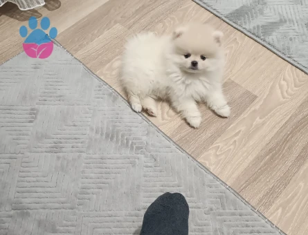 Promerian Boo 2 Aylık Yuva Arıyor