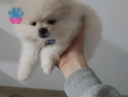 Promerian Boo 2 Aylık Yuva Arıyor
