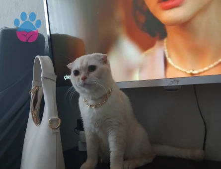 1 Yaşında Scottish Fold Oğlumuza Eş Aranıyor