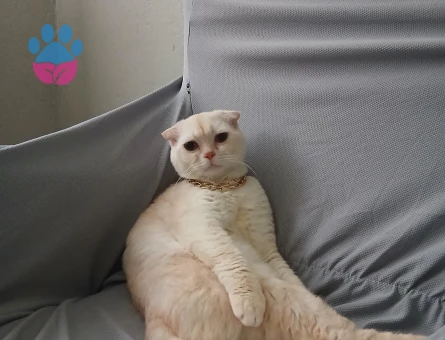 1 Yaşında Scottish Fold Oğlumuza Eş Aranıyor