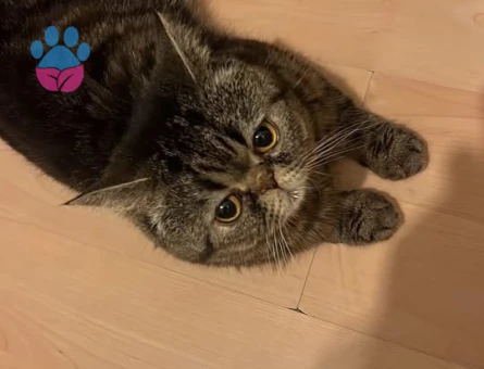 EXOTİCSHORTHAİR OĞLUŞ İZMİR