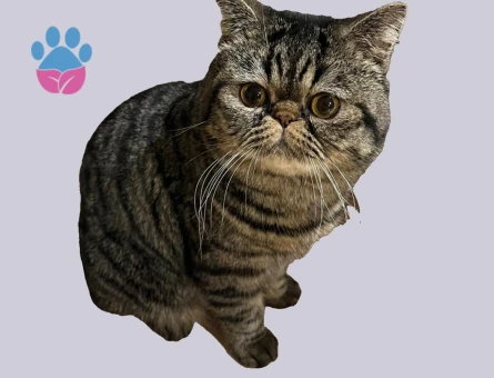 EXOTİCSHORTHAİR OĞLUŞ İZMİR