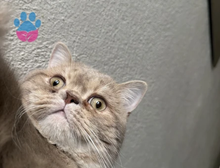 1 yaşında british shorthair