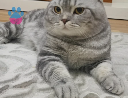 Scottish Fold 1 Yaşında Erkek kızgınlıkta - 118984184
