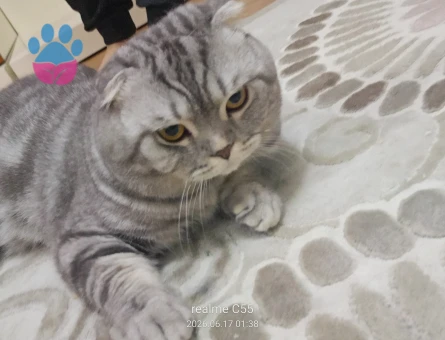 Scottish Fold 1 Yaşında Erkek kızgınlıkta