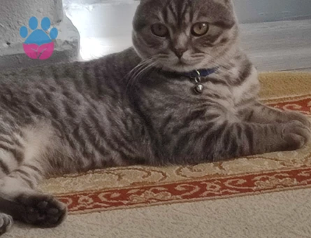 1 Yaşındaki Scottish Fold Kedim için Eş Arıyorum