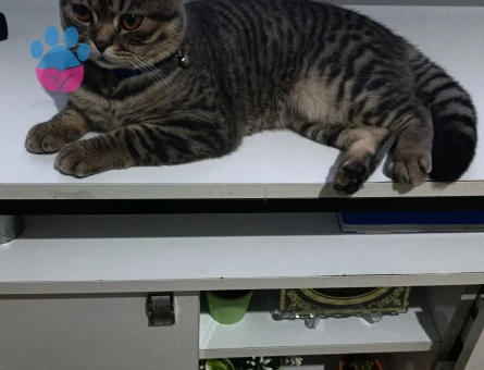 1 Yaşındaki Scottish Fold Kedim için Eş Arıyorum