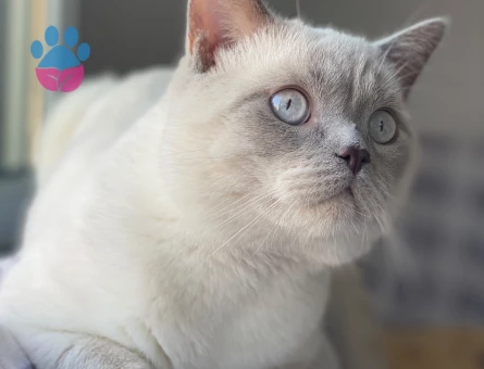 British Shorthair 1.5 yaşındaki oğlumuza eş arıyoruz - 118984189