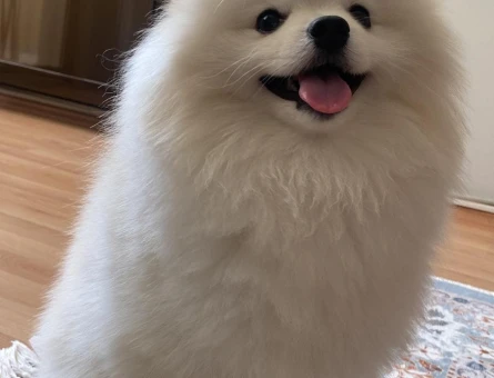 Pomeranian Boo Leo'ya Eş Arıyorum - 118984191