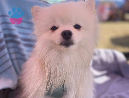 Pomeranian Boo Leo'ya Eş Arıyorum