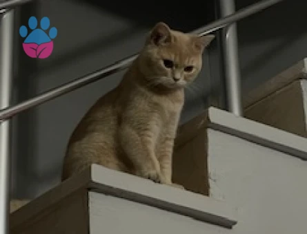 10 Aylık Dişi British Shorthair Kedime Eş Arıyorum