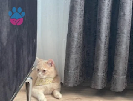 10 Aylık Dişi British Shorthair Kedime Eş Arıyorum