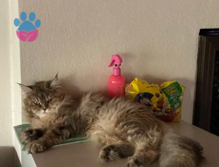Maine Coon Melezi Kedime Eş Arıyorum
