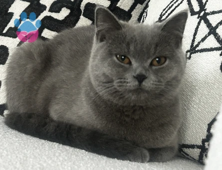 Kızım için eş arıyorum