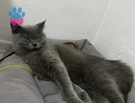 Kızım için eş arıyorum