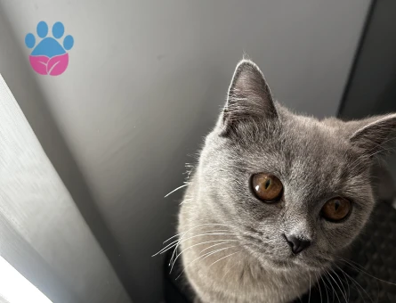 Kızım için eş arıyorum