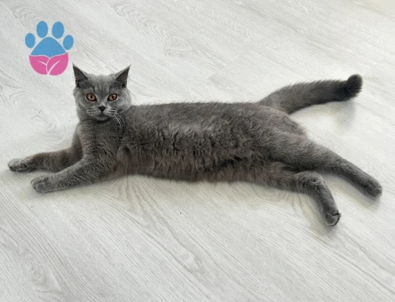 Kızım için eş arıyorum