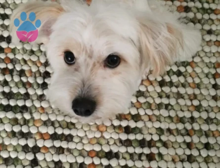 Hanımefendi arıyoruz