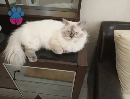 Prensesimize eş arıyoruz