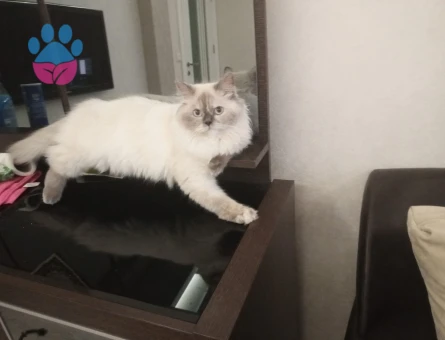 Prensesimize eş arıyoruz