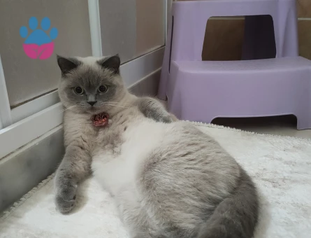 Kızımıza Damat arıyoruz