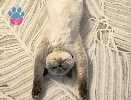 Kızımıza Damat arıyoruz