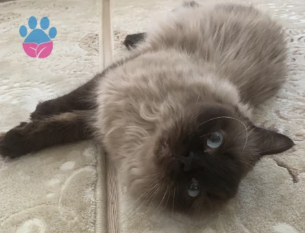 Siyam prens eş arıyoruz