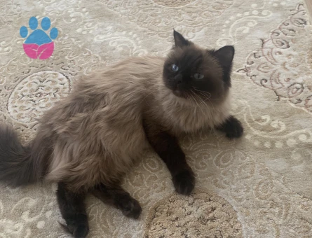 Siyam prens eş arıyoruz