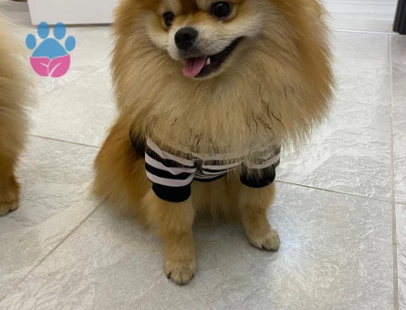 10 aylık pomerian particolor