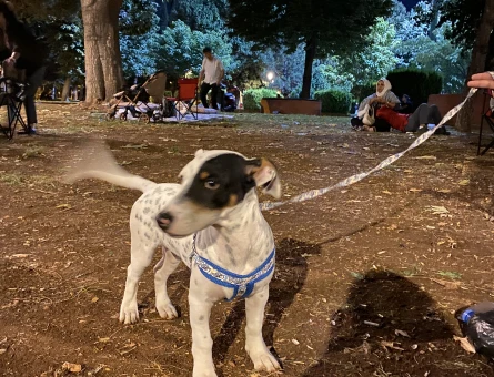 Jack Russel Yakışıklı Çocuk 1 Yaşında - 118984491