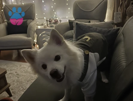 Spitz Akıra Eş Arıyor