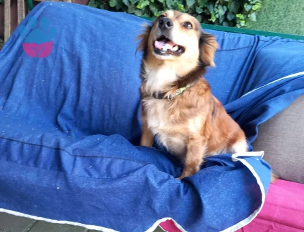 1 Yaşında Dişi Köpeğim Eş Arıyor