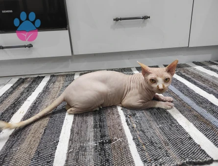 1.5 yaşında sfenks oğlum için siyam veya sfenks eş arıyoruz