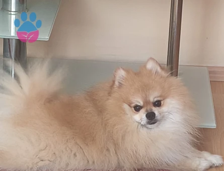 Dişi pomerian aranıyor