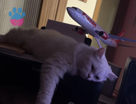 British Longhair 1 Yaşında Eş Arıyor - 118984784