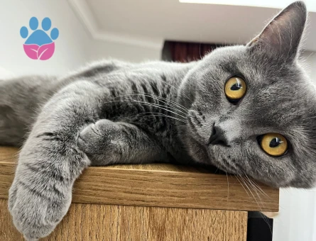 British Shorthair 10 AYlık Eş Arıyor