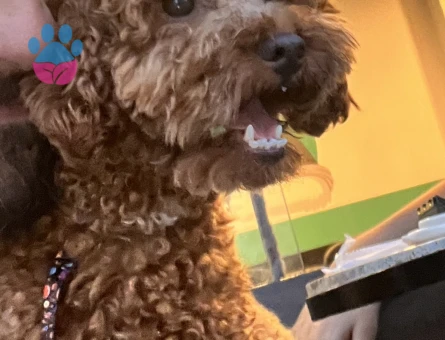 Toy poodle oğlumuza eş