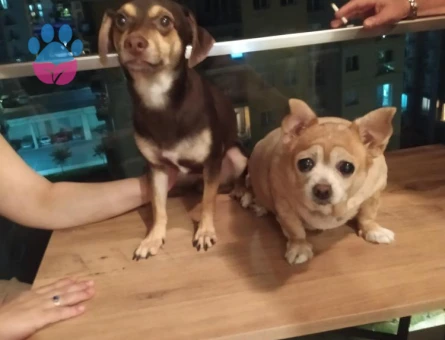 Jack Russel 1 Yaşında