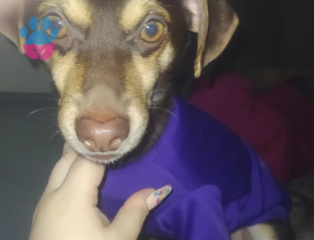 Jack Russel 1 Yaşında